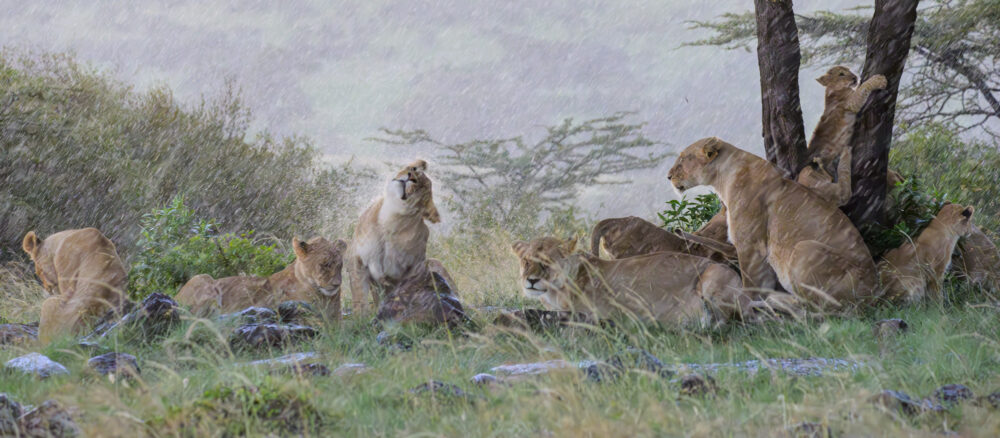 Mara North, Kenya